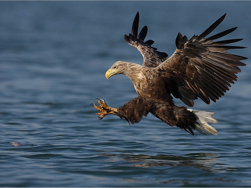 Fishing Eagle, water, bird, wings flap, flight, eagle, HD wallpaper