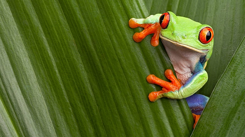 Frog, broasca, green, orange, leaf, HD wallpaper
