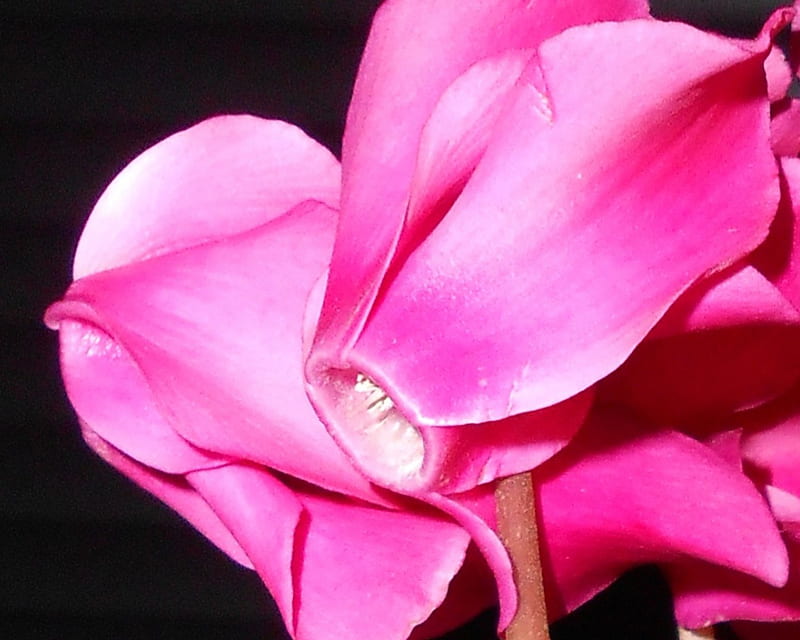 Cyclamen 2, flowers, close up, pink, cyclamen, HD wallpaper