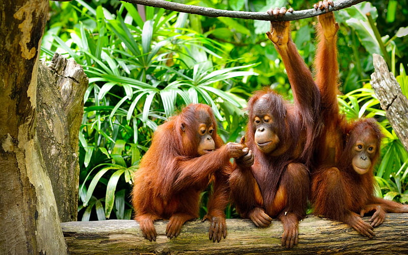 orangutan family, family, orangutan, cool, fun, animal, HD wallpaper