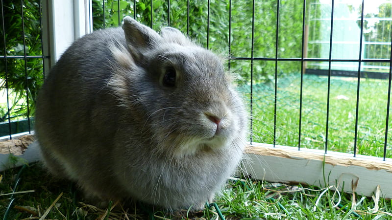 Romi, an angry rabbit, cute, rabbit, romi, bunny, dwarf rabbit, angry, HD wallpaper