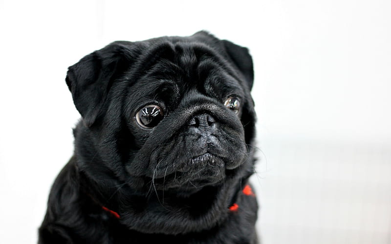 Black pug, small puppy, black dog, puppies, pets, pugs, HD wallpaper