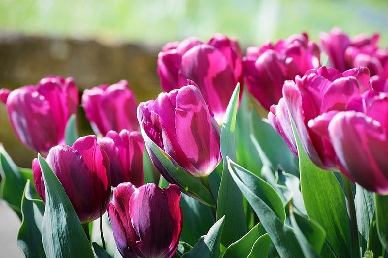 1080P free download | Tulips, Pink, Flowers, Spring, Nature, HD ...