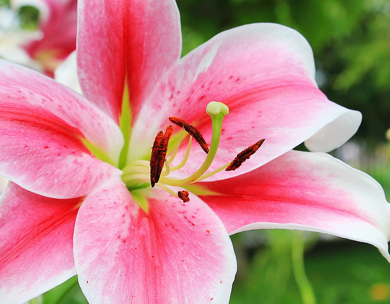 Pink and White Petaled Flower, HD wallpaper