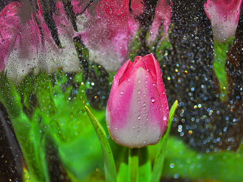 Lonely pink tulip, pretty, wet, lovely, bonito, delicate, nice, flower, pink, tulip, HD wallpaper
