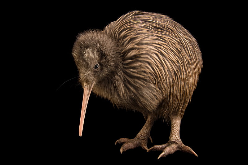 Rare Rowi Kiwi, Apteryx rowi, Rowi kiwi, Threatened, Nationally vulnerable, New Zealand, Kiwi, HD wallpaper