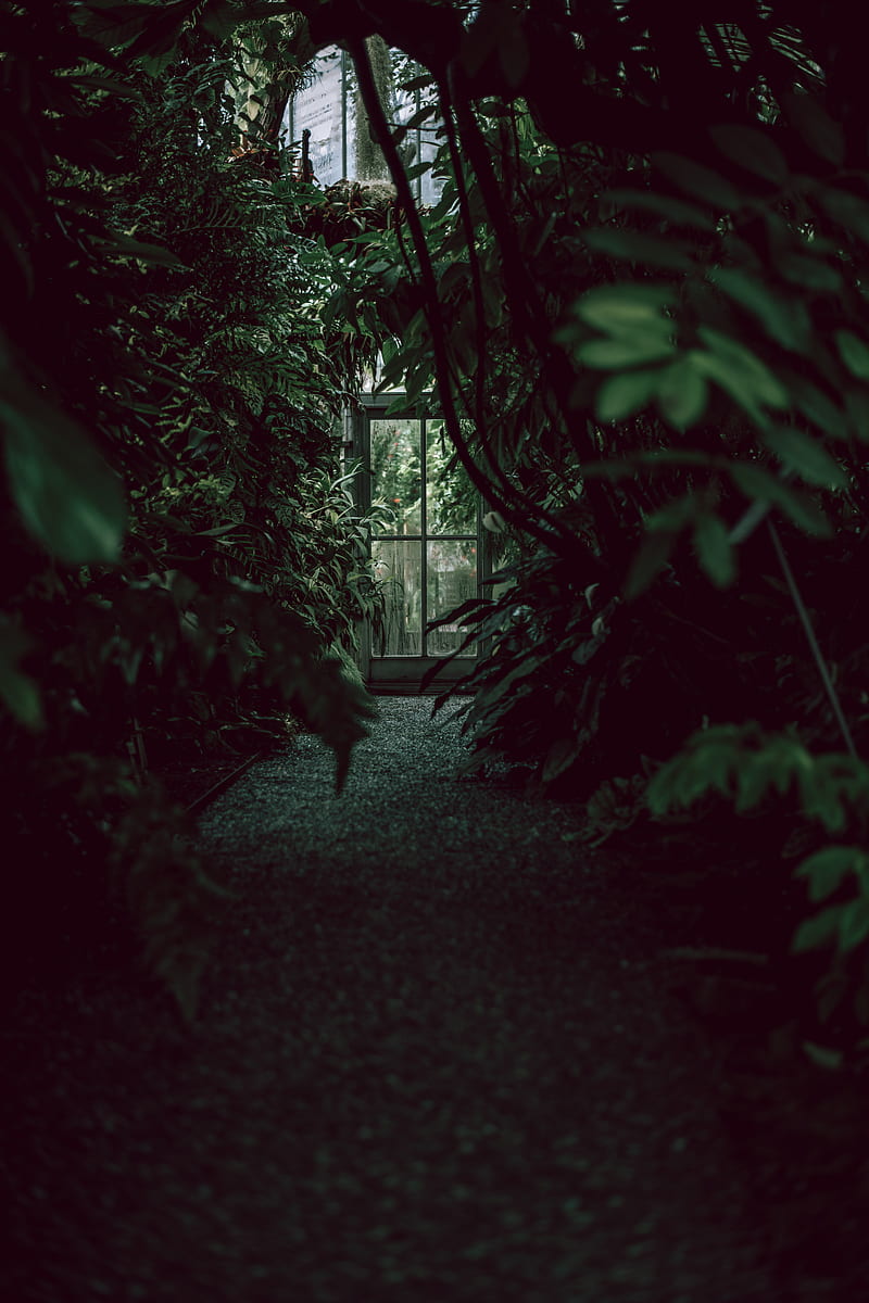 greenhouse, door, plants, green, dark, HD phone wallpaper