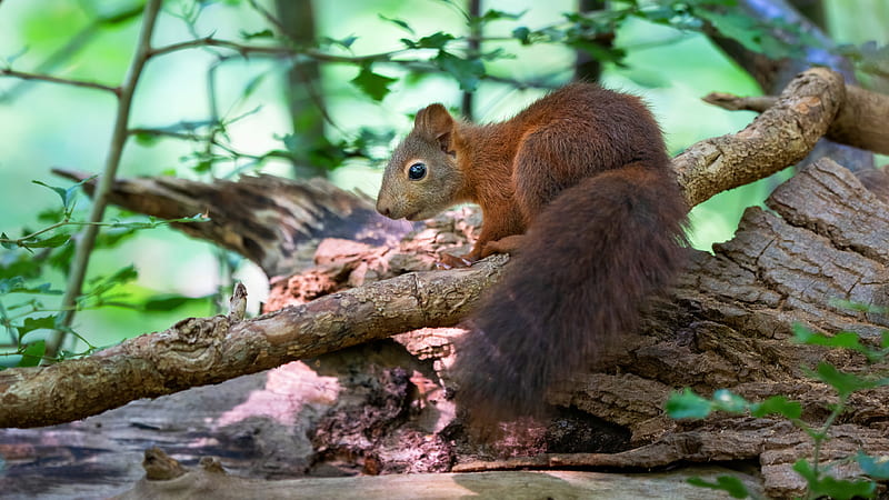 Brown Squirrel With Black Eyes Squirrel, HD wallpaper