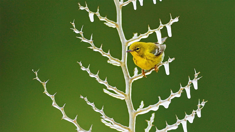 Yellow Warbler in Frozen Tree, Warblers, Ice, Nature, Winter, Birds, HD wallpaper