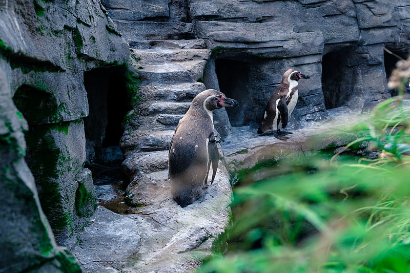 2 Penguins on Rock Formation, HD wallpaper
