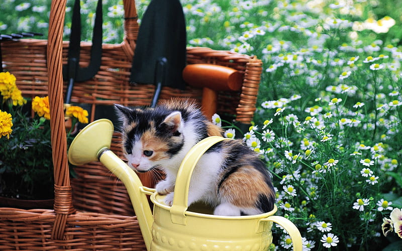 jug flower cat, HD wallpaper