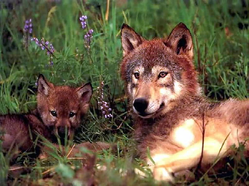 Motherly Love, watchful, grass, mom, flowers, resting, wolf, pup, HD wallpaper