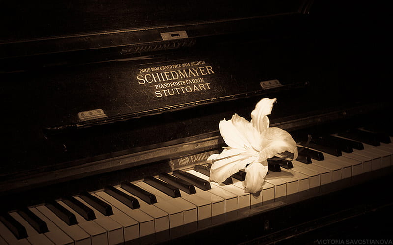 OLD PIANO, sepia, graphy, bw, music, flower, beauty, piano, HD wallpaper