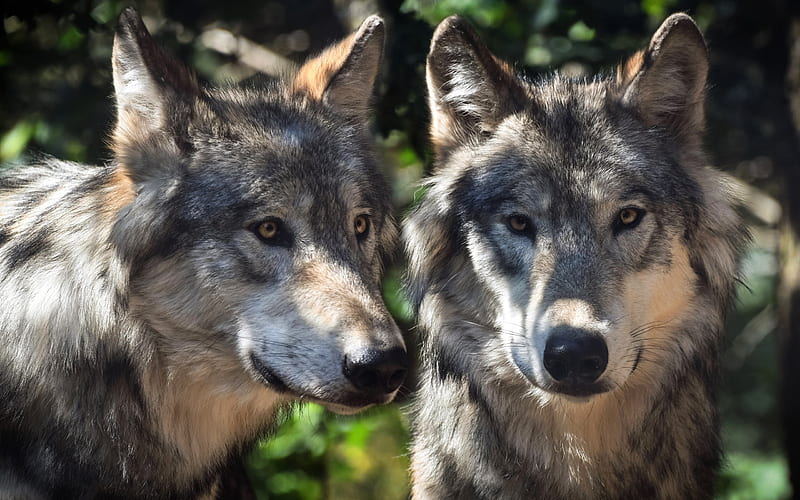 wolves, predators, wildlife, forest animals, HD wallpaper