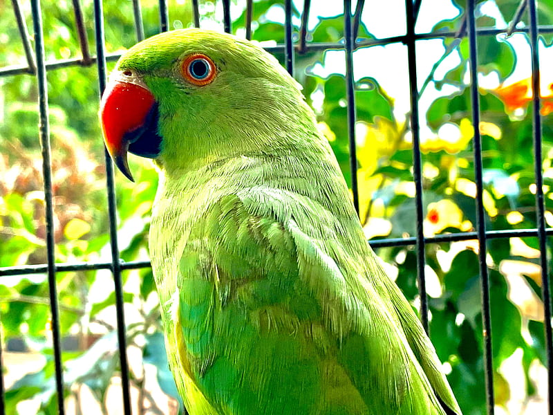 Parrot, animal, birds, green nature, iphone, parrots, HD wallpaper | Peakpx