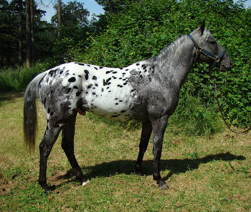 Blue Roan Appaloosa, equus, blue roan, horse, appaloosa, HD wallpaper