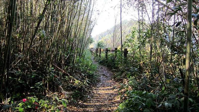 Toward to the top of the hill, bamboo forest, trail, mountain climbing, nature, HD wallpaper