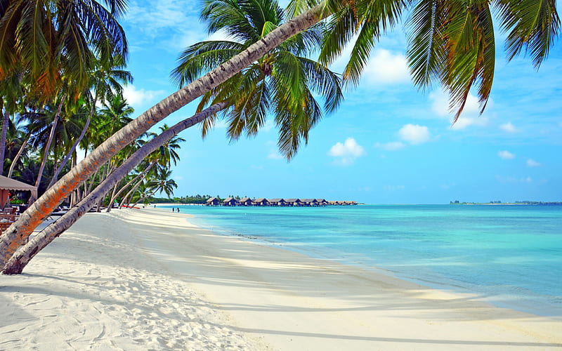 Bora Bora, tropical islands, beach, palm trees, bungalow, azure, HD wallpaper