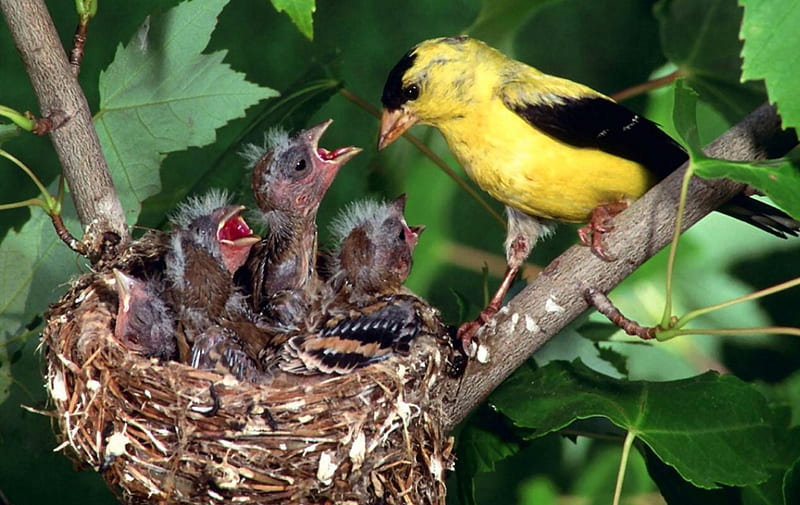 American Goldfinch Mother 1, nestlings, songbird, Mothers Day, animal, graphy, bird, avian, wide screen, wildlife, goldfinch, HD wallpaper