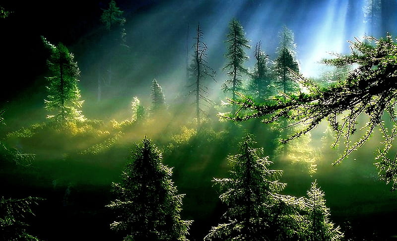 DEEP FOREST LIGHTS, forest, blue mist, sunlight, trees, beams, sunrays, green, pine, rays, jungle, pine trees, morning, HD wallpaper