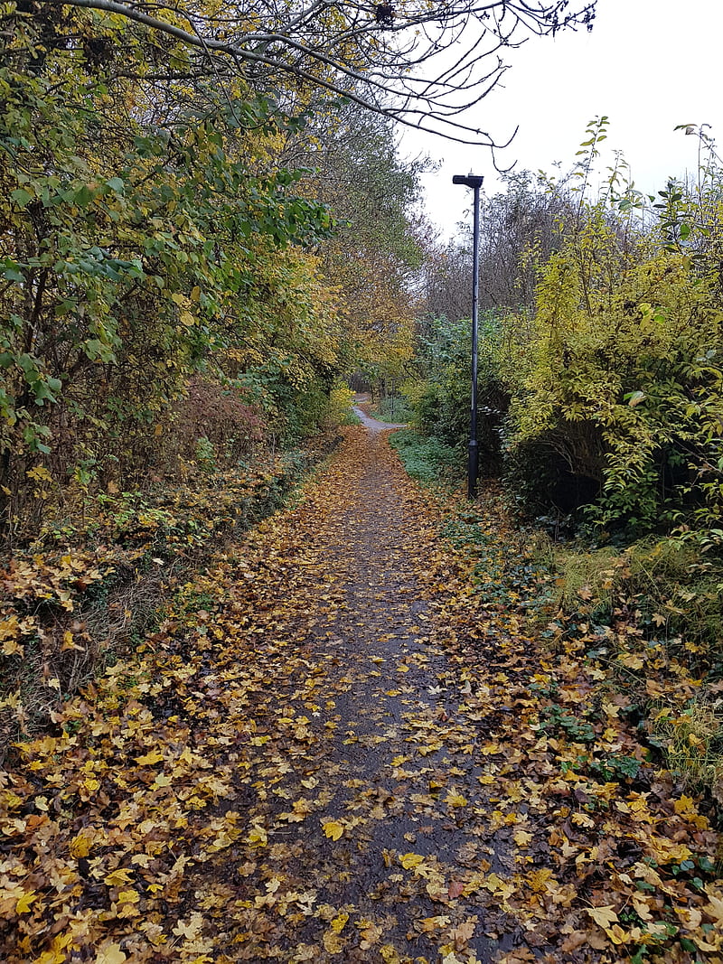 Walk, autumn, here, nature, work, HD phone wallpaper