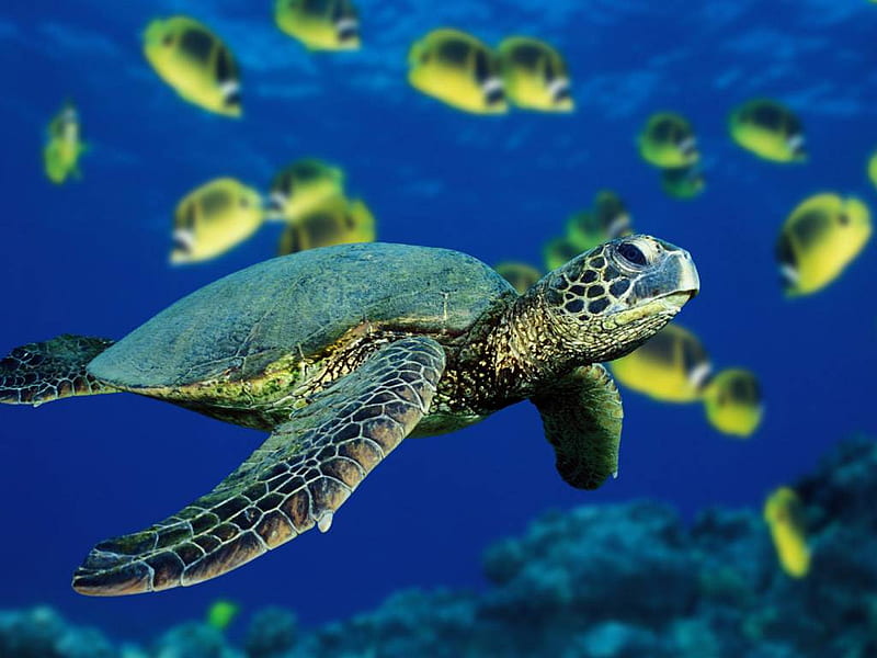 vista green sea turtle. jpg, fish, sea, swim, HD wallpaper