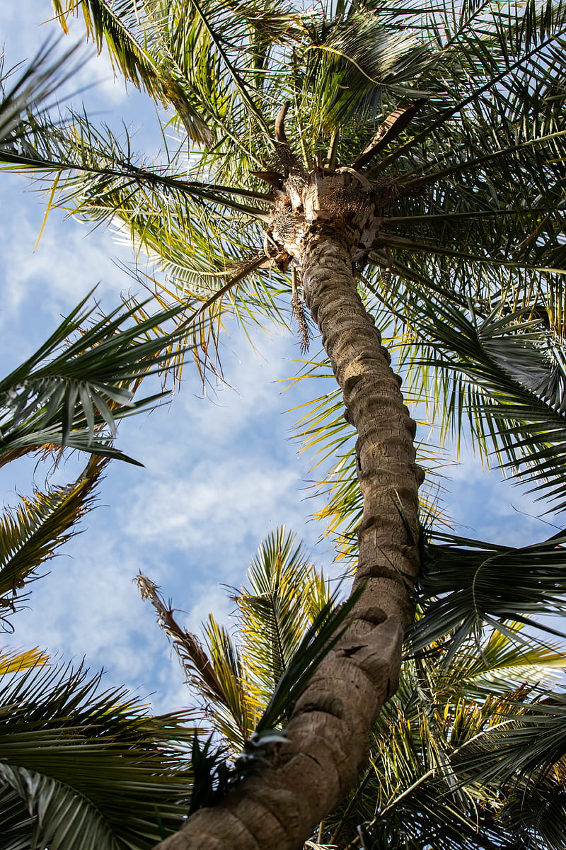 palm, tree, leaves, sky, clouds, HD phone wallpaper