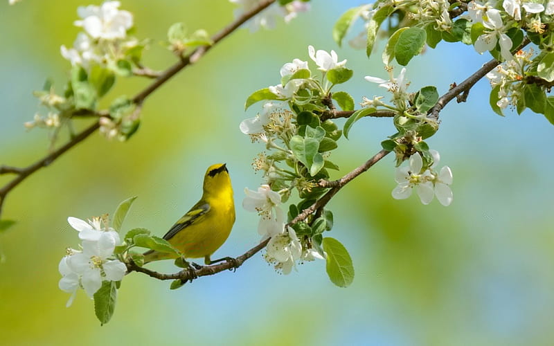 Spring Bird, flowers, spring, bird, branch, HD wallpaper | Peakpx