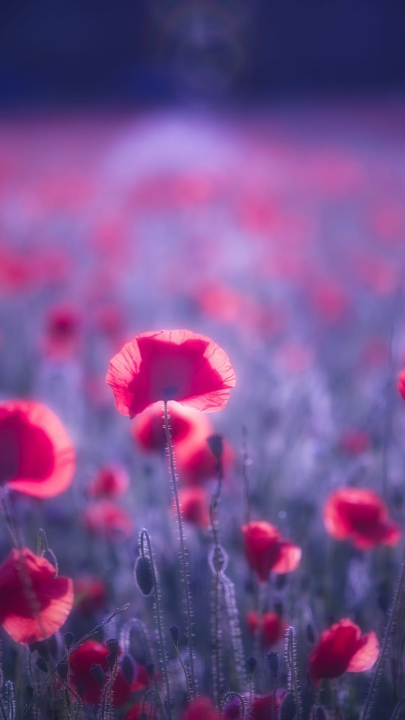 Poppy Flowers, nature, poppy flowers, HD phone wallpaper | Peakpx