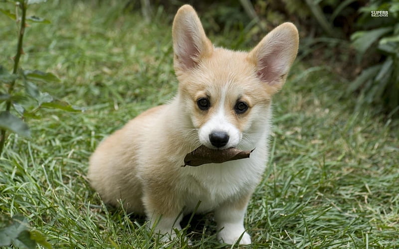 Pembroke Welsh Corgi Puppy, grass, Pembroke Welsh Corgi, animal, dog, puppy, HD wallpaper