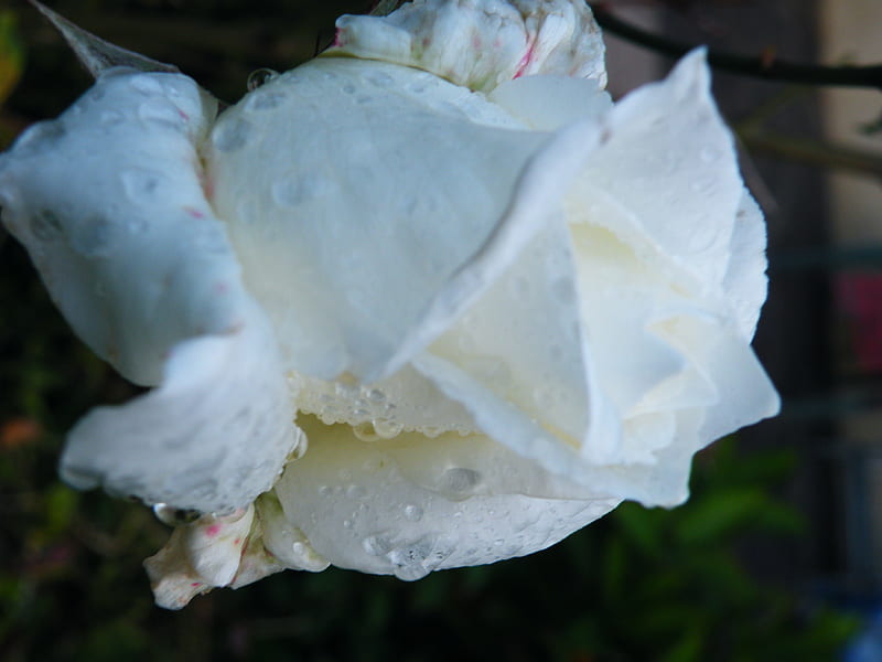 la belle rose blanche, blanche, belle, la, rose, HD wallpaper