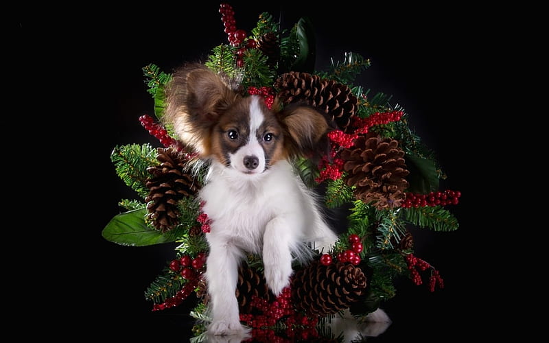Christmas puppy, red, craciun, christmas, black, pine cone, animal, green, papillon, white, puppy, dog, HD wallpaper