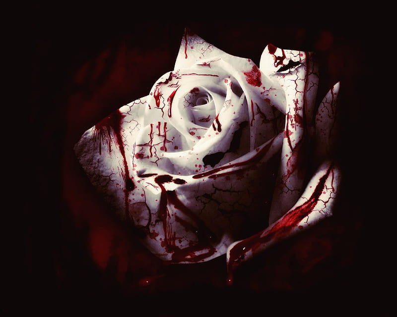 Bloody Rose : R, HD wallpaper