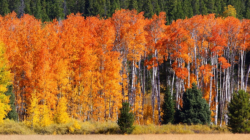 Autumn Forest, forest, autumn, grove, birch, nature, trees, HD ...