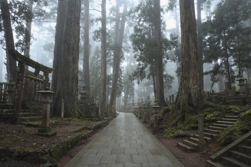 Old Forest, forest, japan, torii, japanese, HD wallpaper