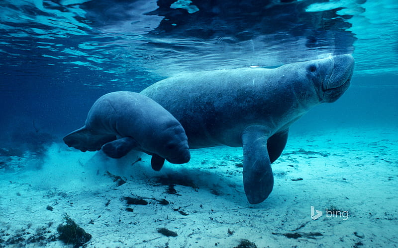 West Indian manatees in the Crystal River Florida, West, River, Crystal, Manatees, Indian, In, HD wallpaper