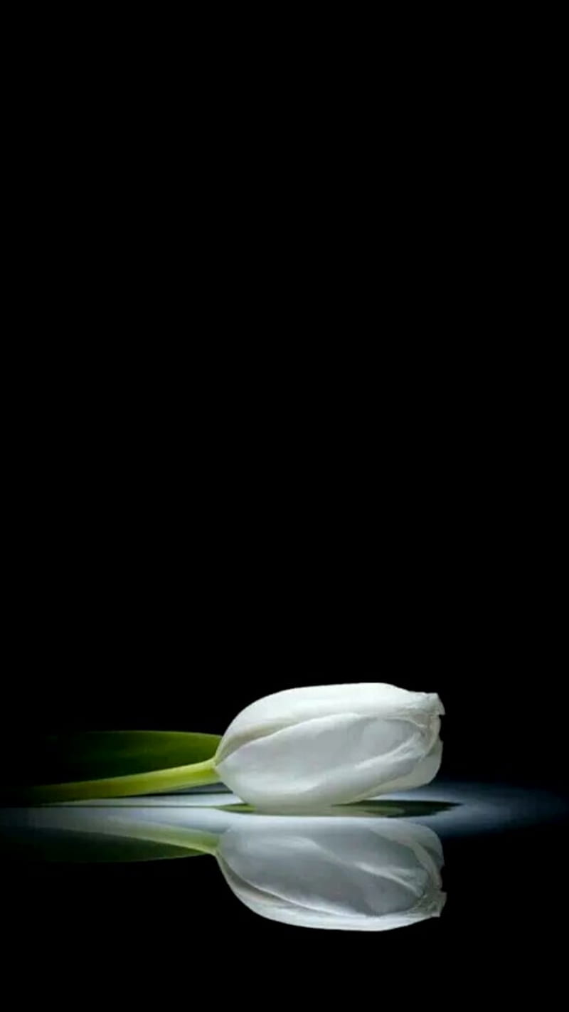 White Tulip, HD phone wallpaper