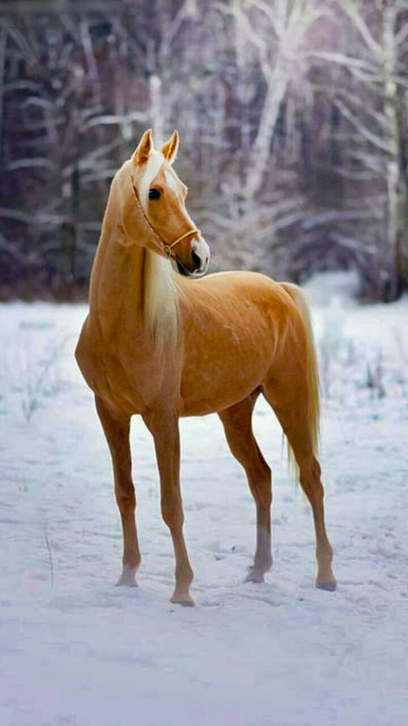 Golden Palomino, golden horse, horse, horses, equine, snow, winter, HD  phone wallpaper | Peakpx