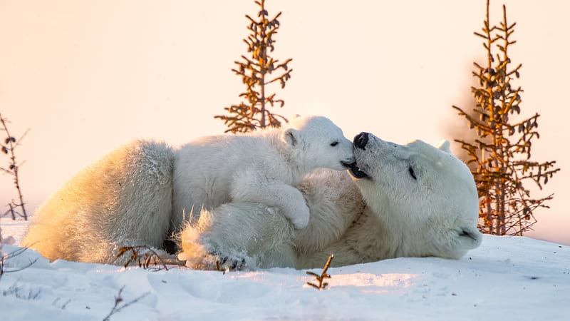 Cub And Big Polar Bears Are Lying Down On Snow Animals, HD wallpaper