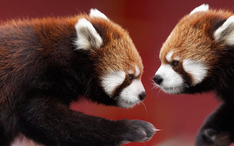 red panda, bears, pandas, HD wallpaper