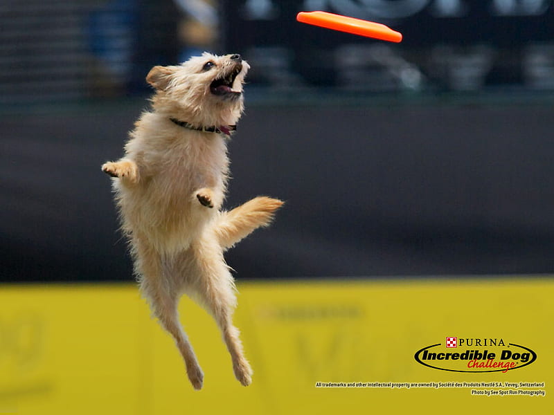Almost There..., trick, frisbees, animals, dogs, fetch, HD wallpaper