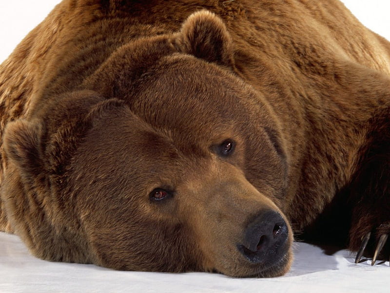 Big brown bear, bear, amazing, brown, animal, HD wallpaper