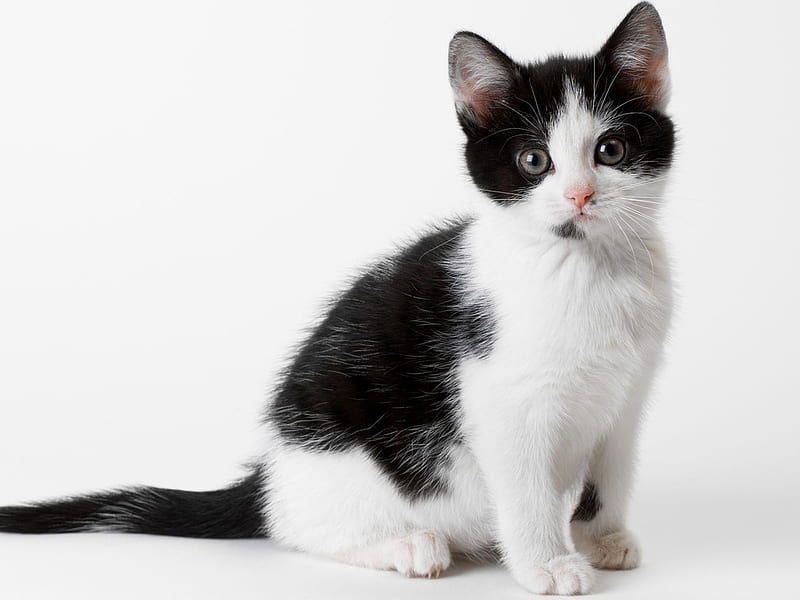 black and white calico cat
