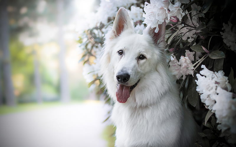 White Shepherd, flowers, pets, White Swiss Shepherd, dogs, Berger Blanc Suisse, White Shepherd Dog, HD wallpaper