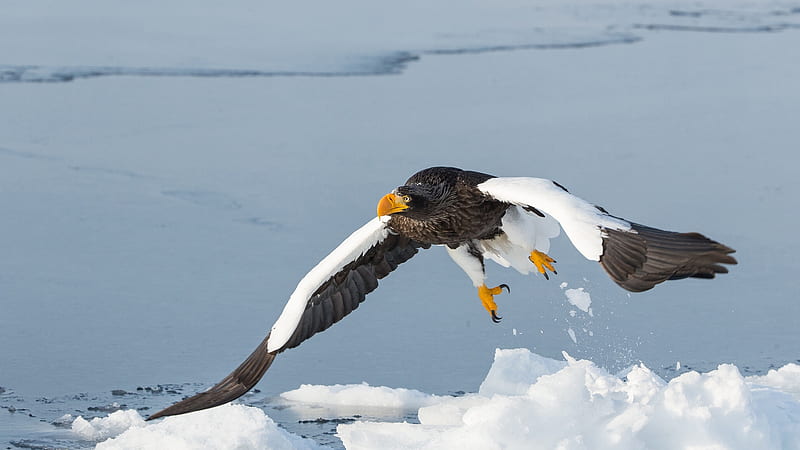Steller's Sea Eagle Is Flying Up From Snow Field Animals, HD wallpaper