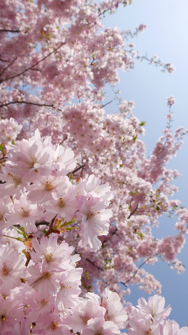 Japanese Cherry, blossom, blossoms, cherry, cherry tree, flower, flowers, japanese, kirschbaum, pink, tree, HD phone wallpaper