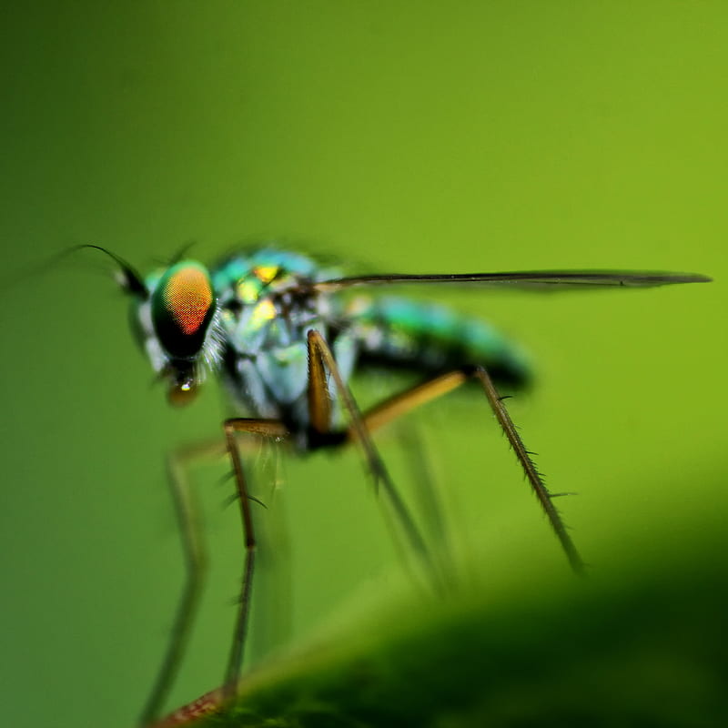 green dragonfly, HD phone wallpaper