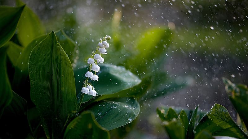 Flowers, Lily Of The Valley, HD wallpaper | Peakpx