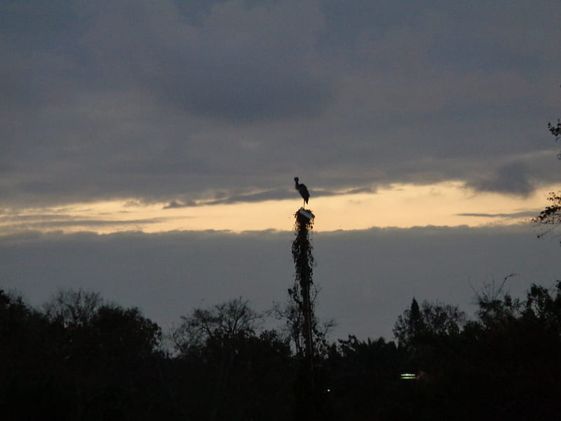 ...early one evening., sundown, sunset, evening, bird, HD wallpaper
