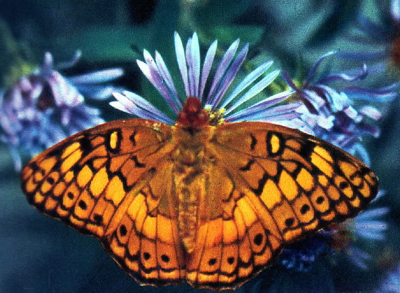 Euploieta claudia, Butterflies, insects, entomology, zoology, HD wallpaper